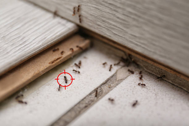 Best Pest Prevention Services  in Twin Lakes, CA