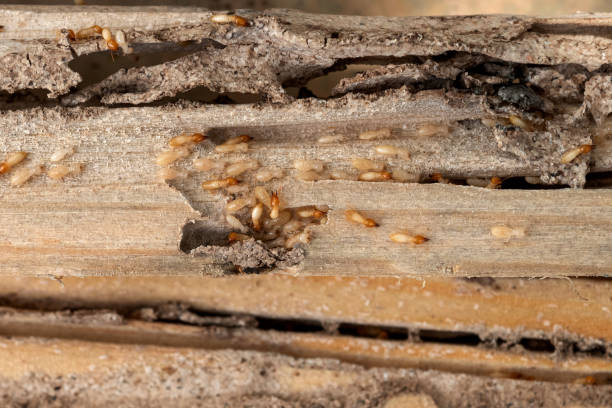  Twin Lakes, CA Pest Control Pros